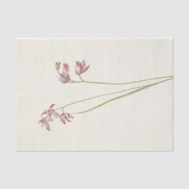 Grass-Pink-Orchard von Mary Vaux Walcott Seidenpapier