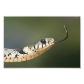 Grass Snake Fotodruck (Vorne)