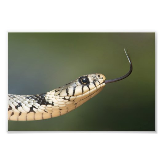 Grass Snake Fotodruck (Vorne)
