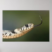 Grass Snake Poster (Vorne)