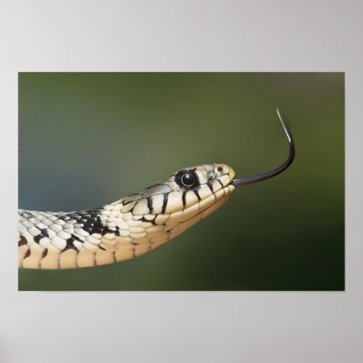 Grass Snake Poster (Vorne)