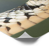 Grass Snake Poster (Ecke)