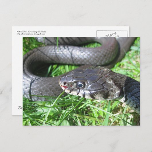 Grasschlange Postkarte (Vorne/Hinten)