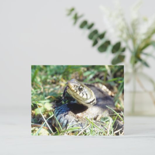 Grasschlange Postkarte (Stehend Vorderseite)