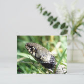 Grasschlange Postkarte (Stehend Vorderseite)