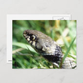 Grasschlange Postkarte (Vorne/Hinten)