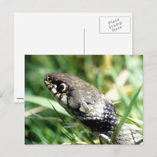 Grasschlange Postkarte (Vorne/Hinten)