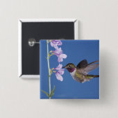 Grasschwanz Hummingbird, Selasphorus Button (Vorne & Hinten)