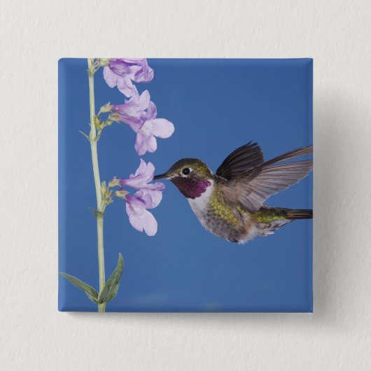 Grasschwanz Hummingbird, Selasphorus Button (Vorderseite)