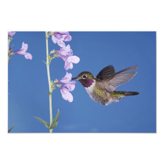 Grasschwanz Hummingbird, Selasphorus Fotodruck (Vorne)