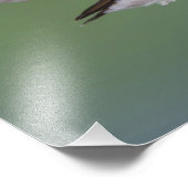 Grasschwanz Hummingbird, Selasphorus Fotodruck (Ecke)