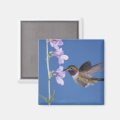 Grasschwanz Hummingbird, Selasphorus Magnet (Vorderseite/Rückseite)