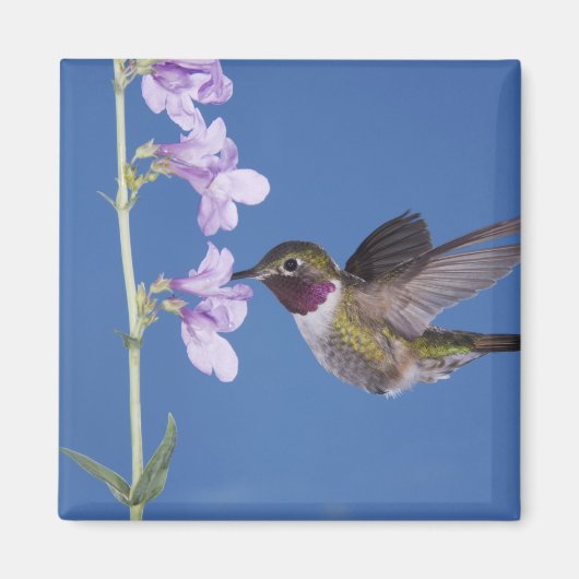 Grasschwanz Hummingbird, Selasphorus Magnet (Vorne)