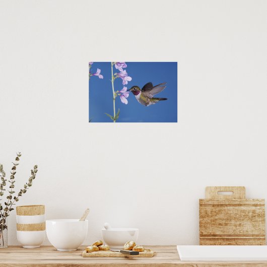 Grasschwanz Hummingbird, Selasphorus Poster (Küche)