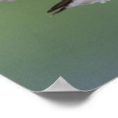 Grasschwanz Hummingbird, Selasphorus Poster (Ecke)