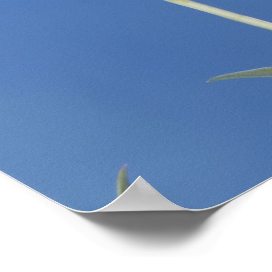 Grasschwanz Hummingbird, Selasphorus Poster (Ecke)