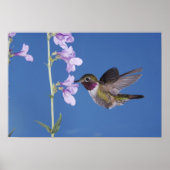 Grasschwanz Hummingbird, Selasphorus Poster (Vorne)
