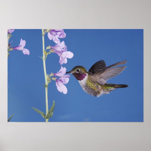 Grasschwanz Hummingbird, Selasphorus Poster (Vorne)