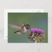 Grasschwanz Hummingbird, Selasphorus Postkarte (Vorne/Hinten)