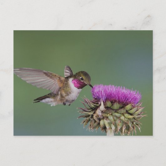 Grasschwanz Hummingbird, Selasphorus Postkarte (Vorderseite)