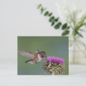 Grasschwanz Hummingbird, Selasphorus Postkarte (Stehend Vorderseite)