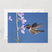 Grasschwanz Hummingbird, Selasphorus Postkarte (Vorne/Hinten)