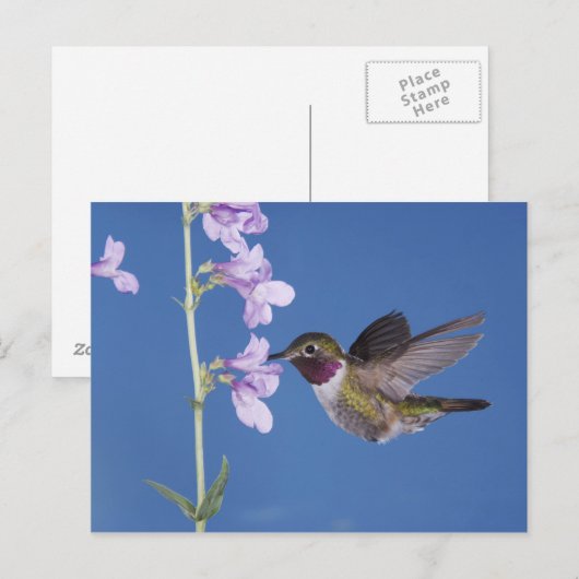Grasschwanz Hummingbird, Selasphorus Postkarte (Vorne/Hinten)