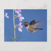 Grasschwanz Hummingbird, Selasphorus Postkarte (Vorderseite)