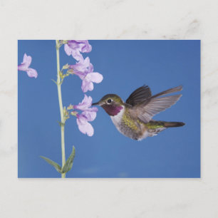 Grasschwanz Hummingbird, Selasphorus Postkarte