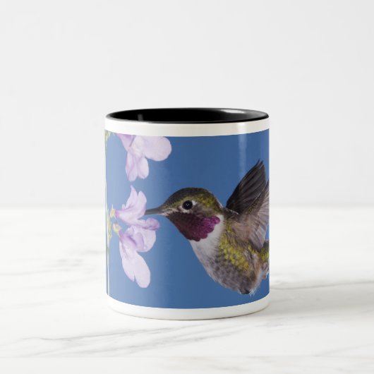 Grasschwanz Hummingbird, Selasphorus Zweifarbige Tasse (Mittel)