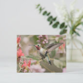 Grasschwanz-Hummingvogel im Flug Postkarte (Stehend Vorderseite)