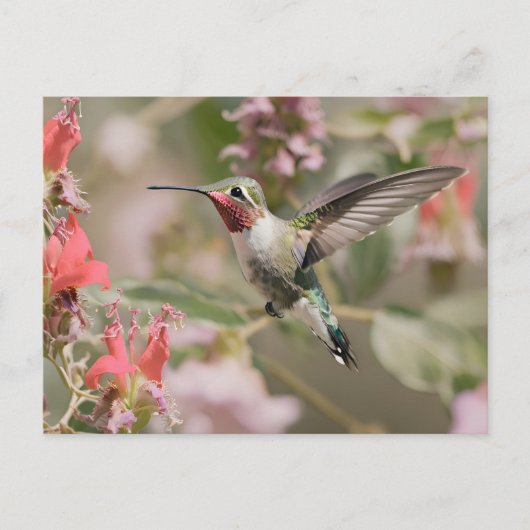 Grasschwanz-Hummingvogel im Flug Postkarte (Vorderseite)