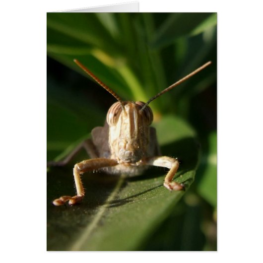 Grasshopper (Vorne)