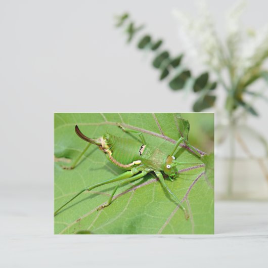 Grasshopper auf Blatt gesehen von oben Postkarte (Stehend Vorderseite)