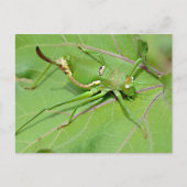 Grasshopper auf Blatt gesehen von oben Postkarte (Vorderseite)