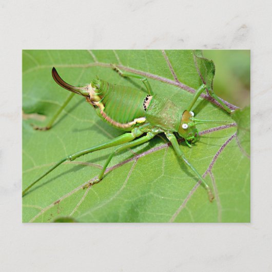 Grasshopper auf Blatt gesehen von oben Postkarte (Vorderseite)