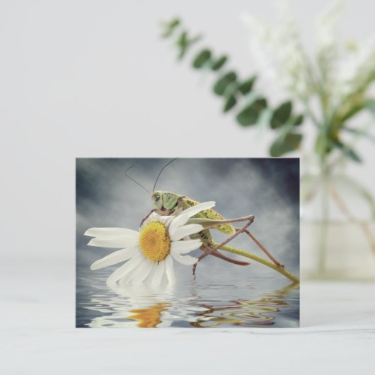 Grasshopper auf daisy-Blume Postkarte (Stehend Vorderseite)