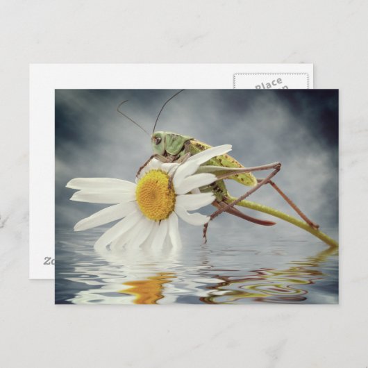 Grasshopper auf daisy-Blume Postkarte (Vorne/Hinten)