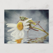 Grasshopper auf daisy-Blume Postkarte (Vorderseite)
