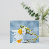 Grasshopper auf daisy-Blume Postkarte (Stehend Vorderseite)