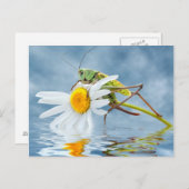 Grasshopper auf daisy-Blume Postkarte (Vorne/Hinten)