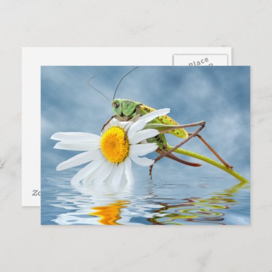 Grasshopper auf daisy-Blume Postkarte (Vorne/Hinten)