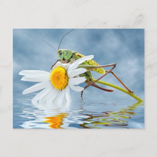 Grasshopper auf daisy-Blume Postkarte (Vorderseite)