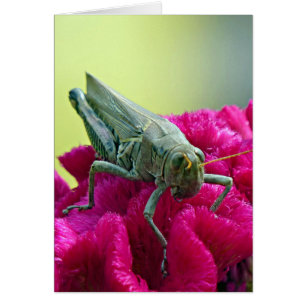 Grasshopper auf dem Cockscomb