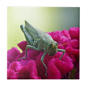 Grasshopper auf dem Cockscomb Fliese