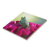 Grasshopper auf dem Cockscomb Fliese (Seite)