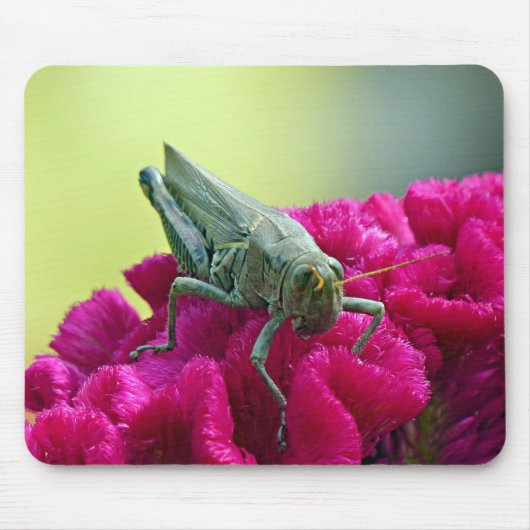 Grasshopper auf dem Cockscomb Mousepad (Vorne)
