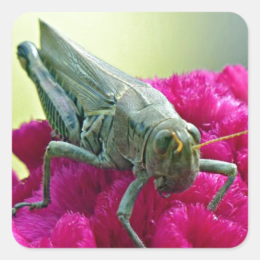 Grasshopper auf dem Cockscomb Quadratischer Aufkleber (Vorderseite)