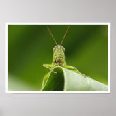 Grasshopper auf der Leaf-Nah-up Poster (Vorne)