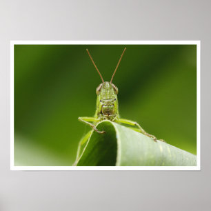 Grasshopper auf der Leaf-Nah-up Poster